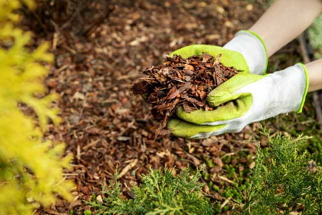 garden mulch installation